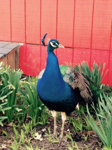Mr. Peacock loved putting a show for our boys!  Lydia and I chirped and danced for him in hopes of making him puff up......no such luck!